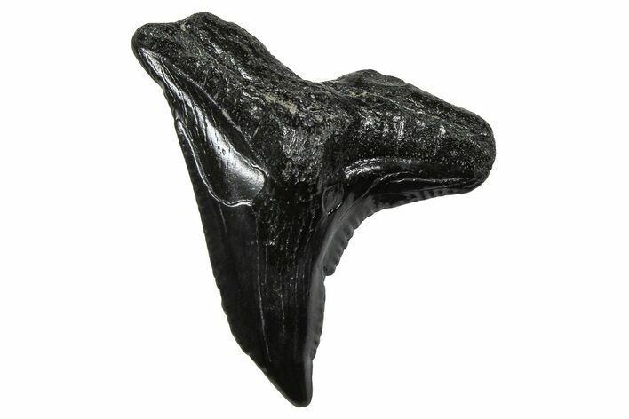 Snaggletooth Shark (Hemipristis) Tooth - South Carolina #375866